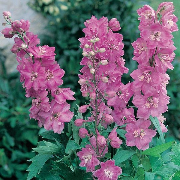 1 x 9cm potted plant Delphinium Astolat