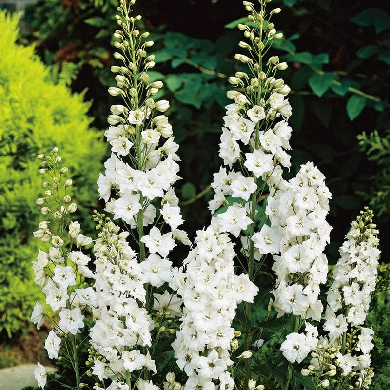 1 x 9cm potted plant Delphinium Galahad