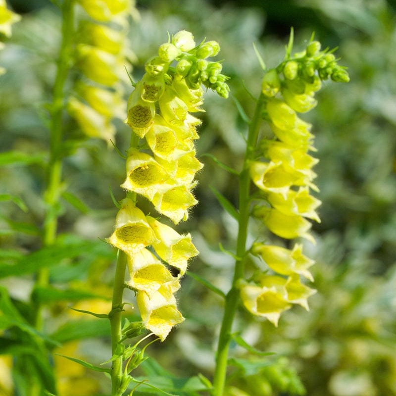 1 x 9cm potted plant Digitalis lutea