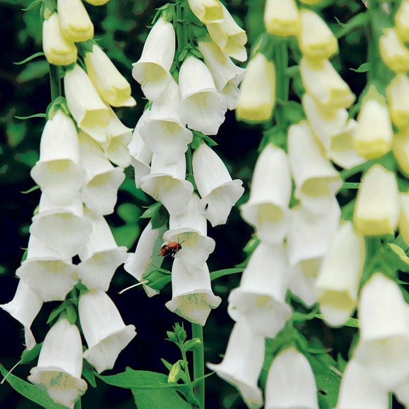 1 x 9cm potted plant Digitalis purpurea f. albiflora