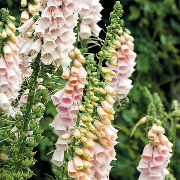 1 x 9cm potted plant Digitalis purpurea Sutton’s Apricot