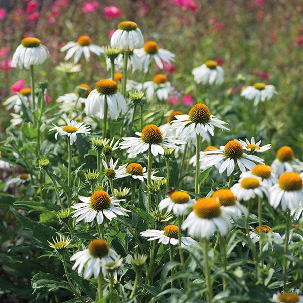 1 x 9cm potted plant Echinacea White Swan