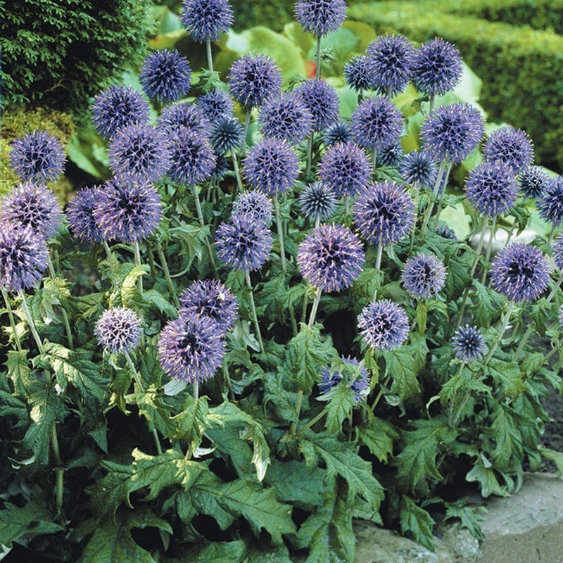 1 x 9cm potted plant Echinops bannaticus Blue Globe