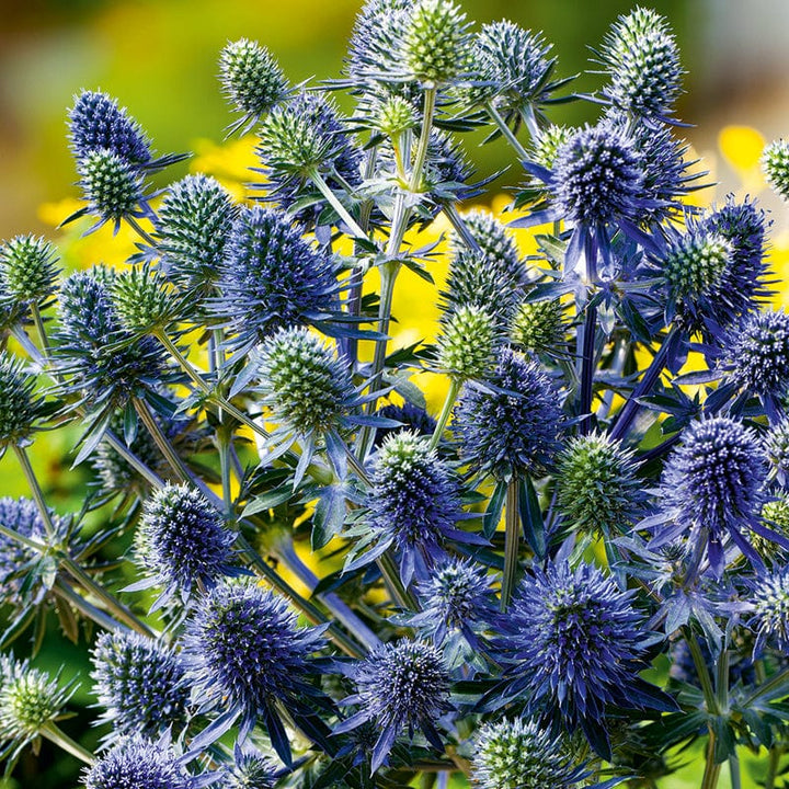 1 x 9cm potted plant Eryngium Blue Hobbit