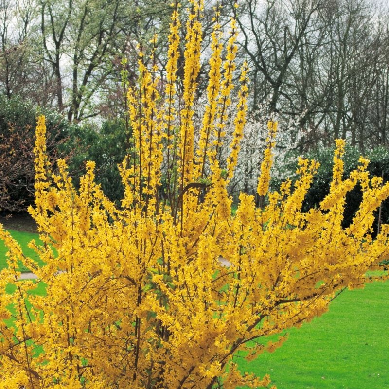 1 x 9cm Potted Plant Forsythia intermedia Minigold Shrub Plants