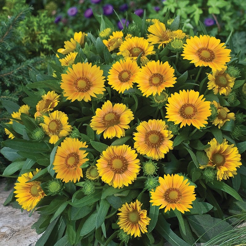 1 x 9cm potted plant Gaillardia Arizona Apricot