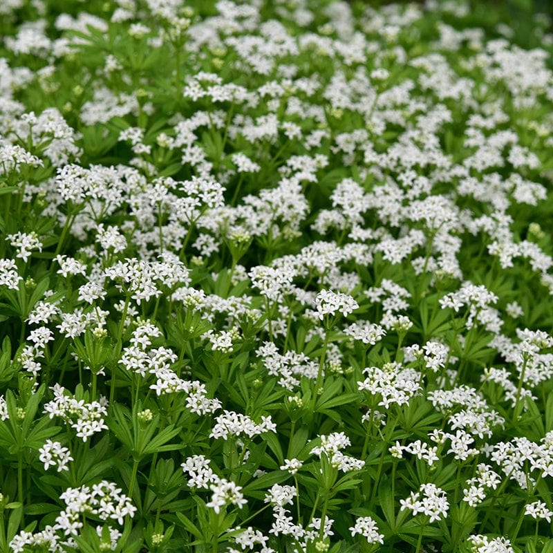 1 x 9cm potted plant Galium odoratum