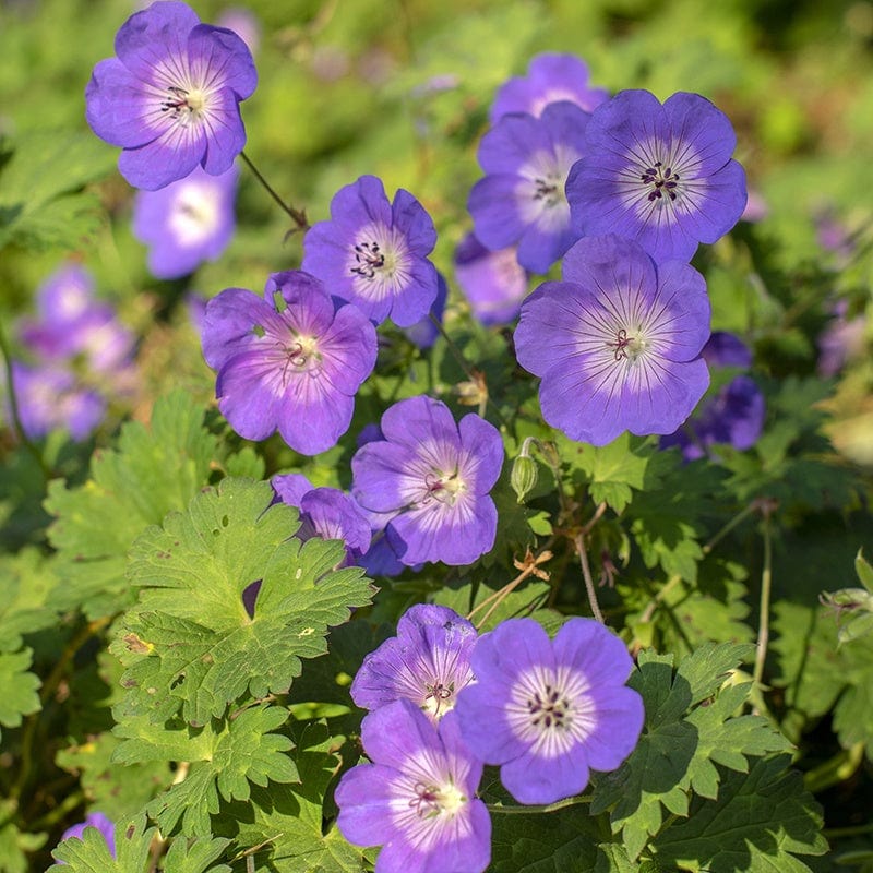 1 x 9cm potted plant Geranium Rozanne