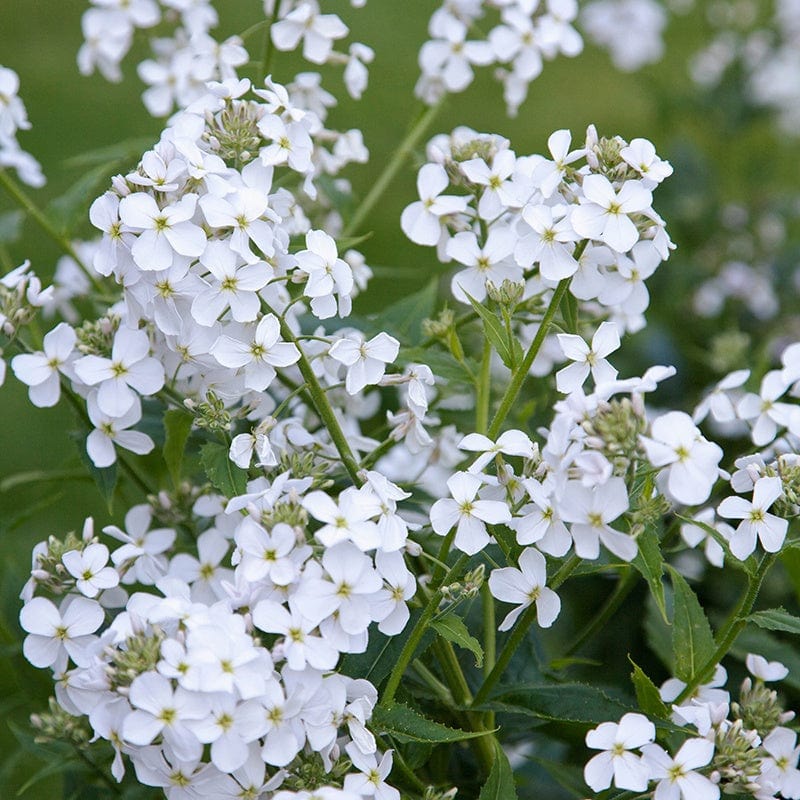 1 x 9cm potted plant Hesperis matronalis White