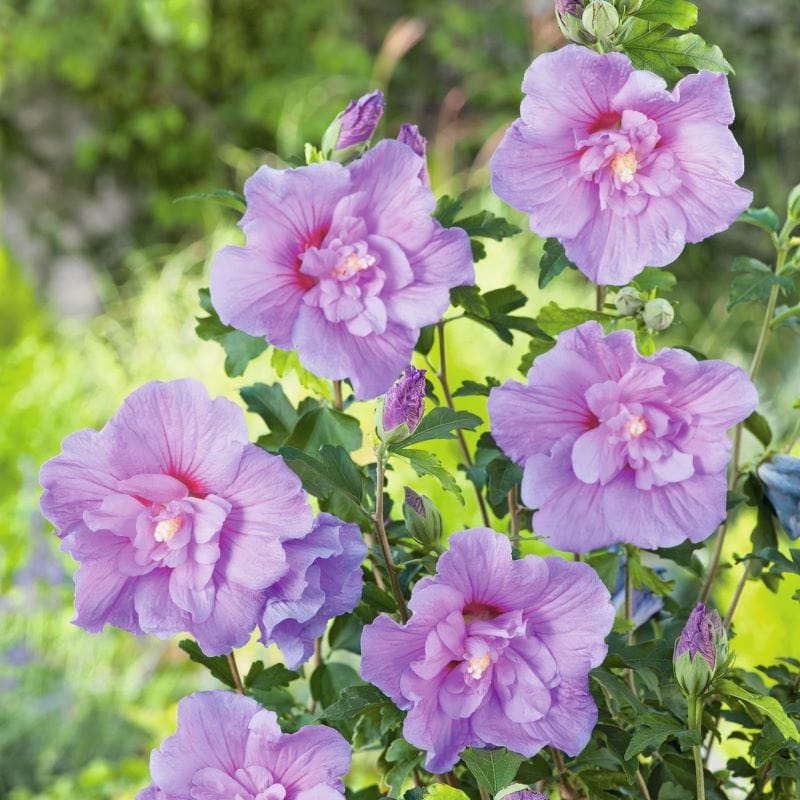 1 x 9cm Potted Plant Hibiscus syriacus Lavender Chiffon Shrub Plants