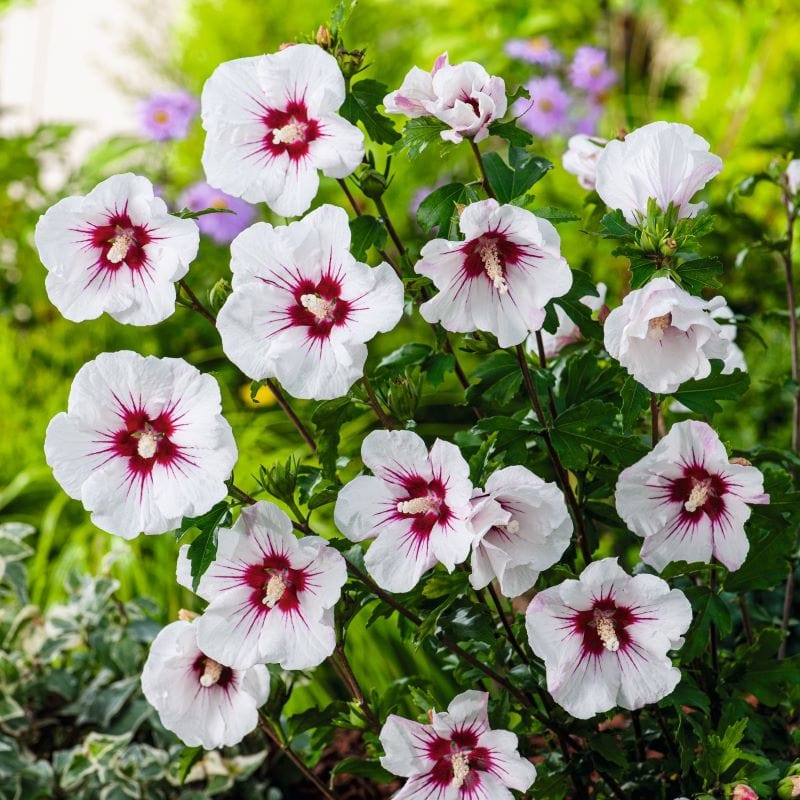 1 x 9cm Potted Plant Hibiscus syriacus Red Heart  Shrub Plants