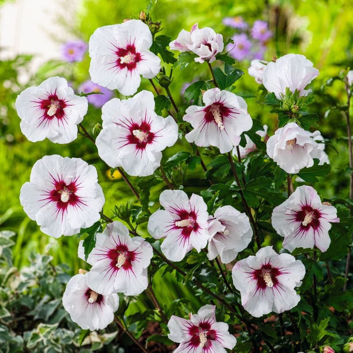 1 x 9cm Potted Plant Hibiscus syriacus Red Heart  Shrub Plants