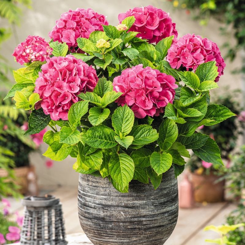 1 x 9cm Potted Plant Hydrangea macrophylla Hot Red Shrub Plants