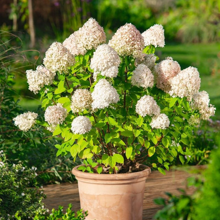 1 x 9cm Potted Plant Hydrangea paniculata Limelight Shrub Plants