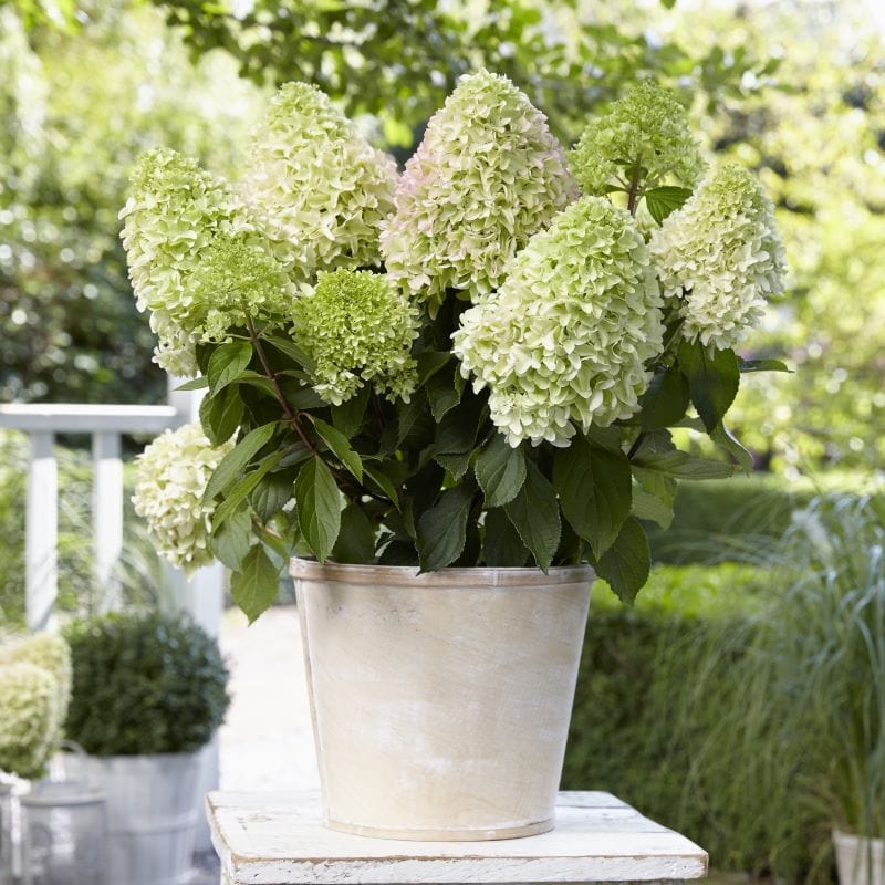 1 x 9cm Potted Plant Hydrangea paniculata Little Fresco Shrub Plants