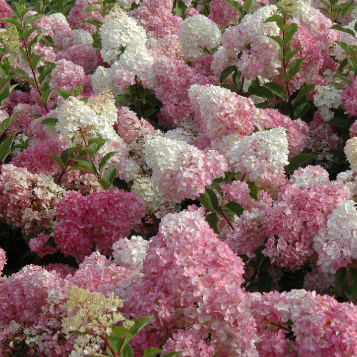 1 x 9cm Potted Plant Hydrangea paniculata Vanille Fraise Shrub Plants