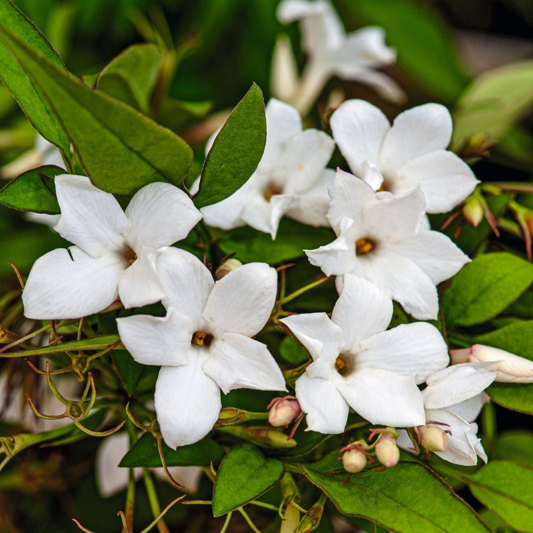 1 x 9cm Potted Plant Jasminum officinale (Common Jasmine) Plants