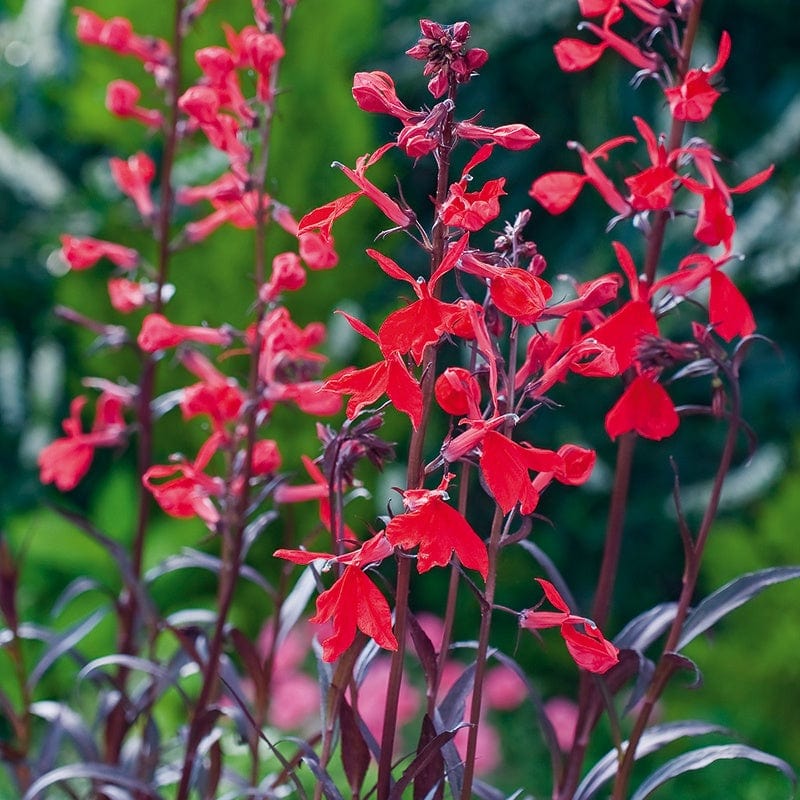 1 x 9cm potted plant Lobelia Queen Victoria Flower Plants