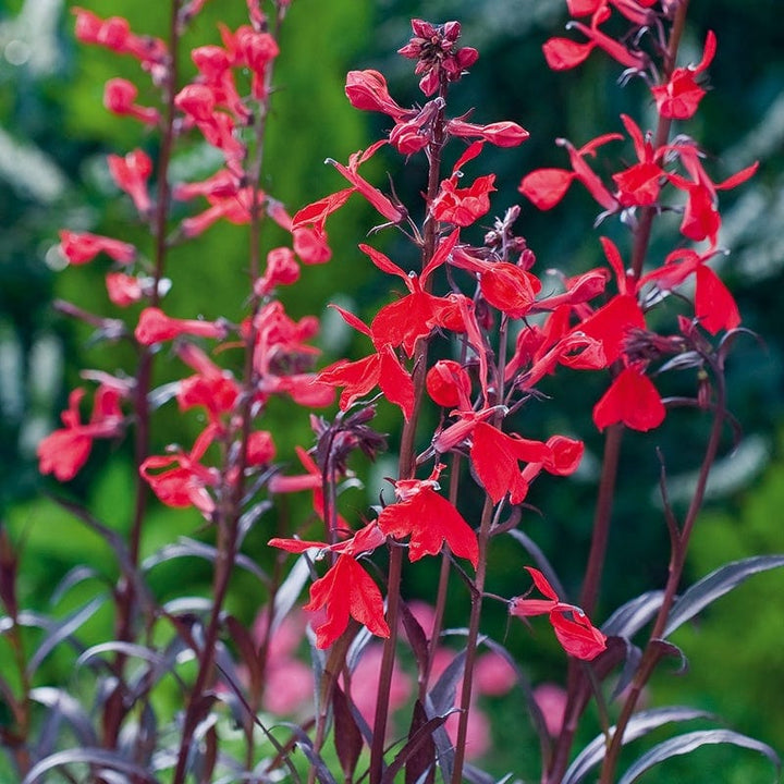 1 x 9cm potted plant Lobelia Queen Victoria Flower Plants