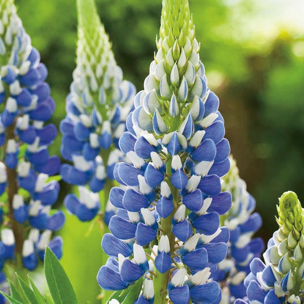 1 x 9cm potted plant Lupin The Governor