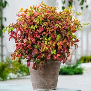 1 x 9cm Potted Plant Nandina domestica Firepower Shrub Plants