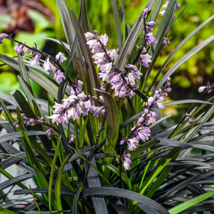 1 x 9cm Potted Plant Ophiopogon planiscapus Niger Plants