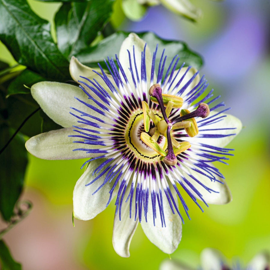 1 x 9cm Potted Plant Passiflora caerulea (Blue Passion Flower) Plants