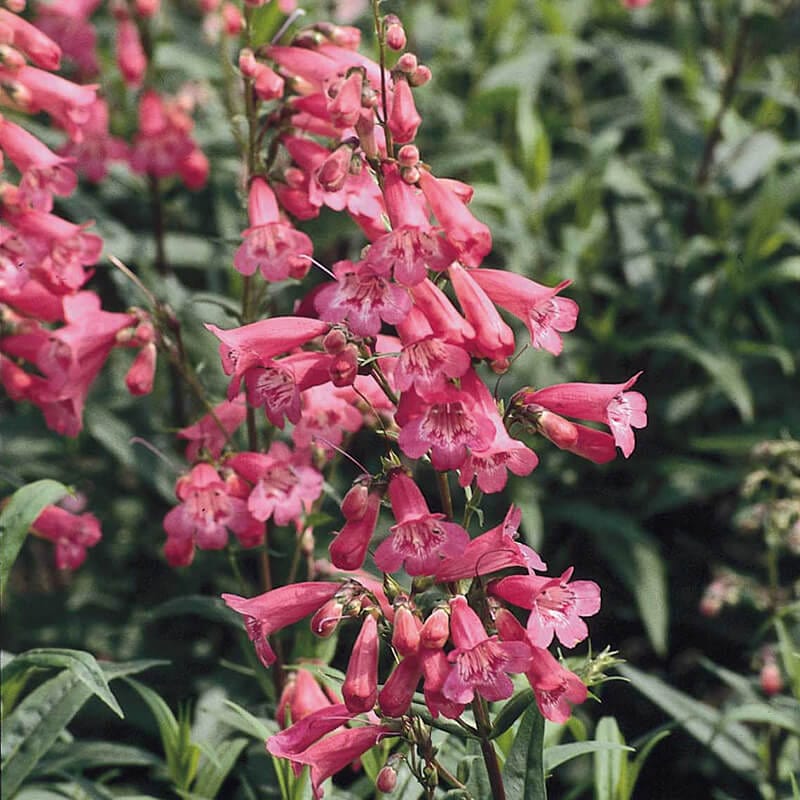 1 x 9cm potted plant Penstemon Hewell's Pink