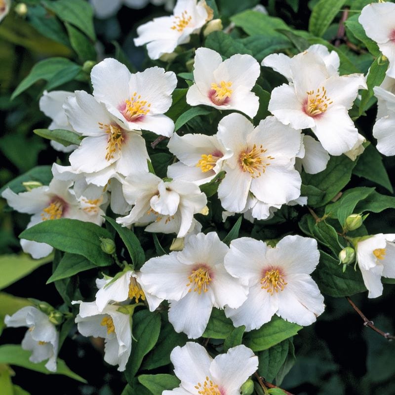 1 x 9cm Potted Plant Philadelphus Belle Etiole Shrub Plants