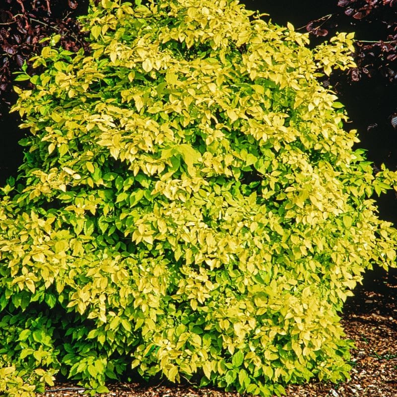 1 x 9cm Potted Plant Philadelphus coronarius Aureus Shrub Plants