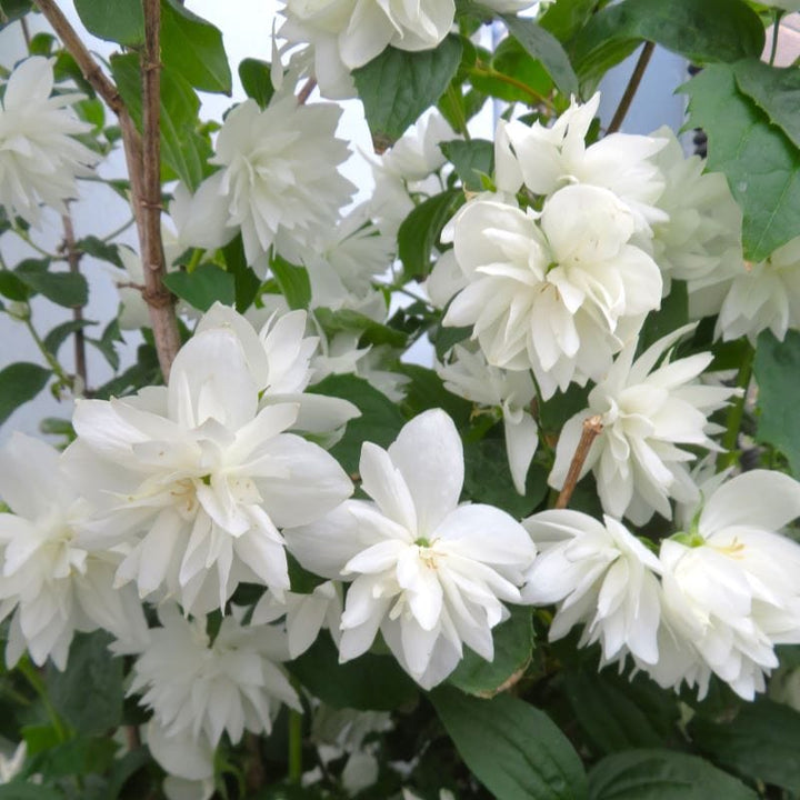 1 x 9cm Potted Plant Philadelphus Frosty Morn Shrub Plants