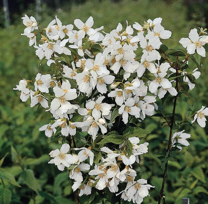 1 x 9cm Potted Plant Philadelphus lemoinei Shrub Plants