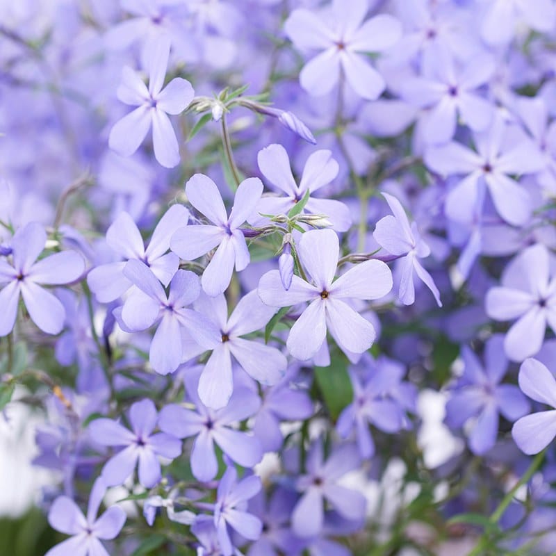 1 x 9cm potted plant Phlox Clouds of Perfume