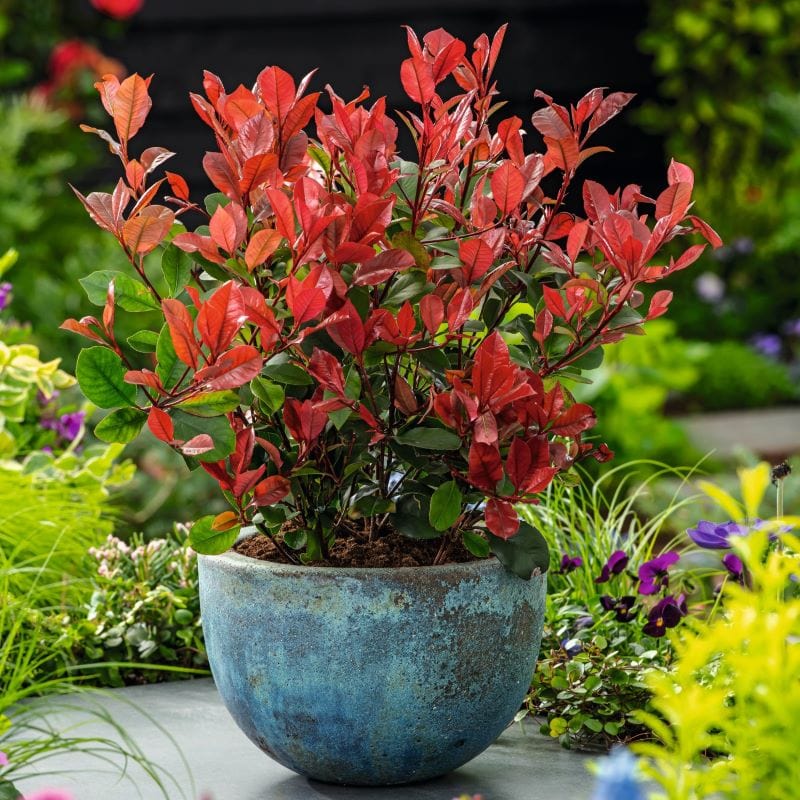 1 x 9cm Potted Plant Photinia Little Red Robin Shrub Plants