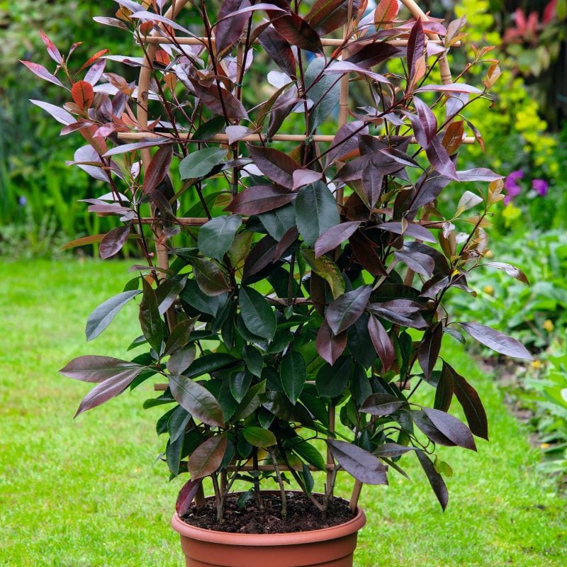 1 x 9cm Potted Plant Photinia Red Robin Plants