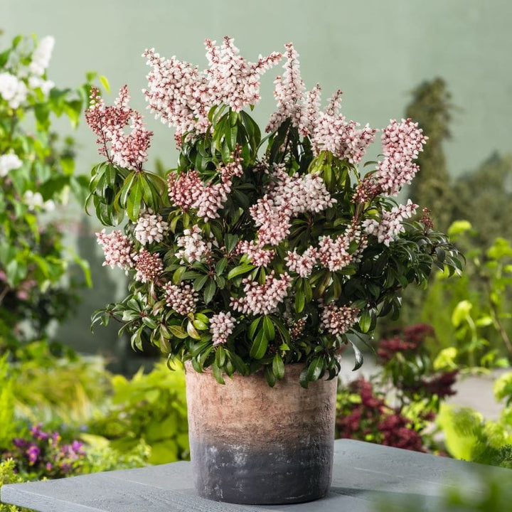 1 x 9cm Potted Plant Pieris japonica Bonfire Shrub Plants