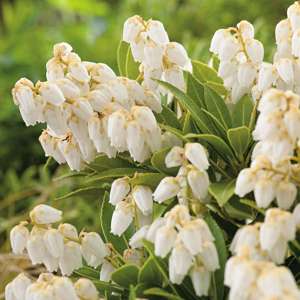 1 x 9cm Potted Plant Pieris japonica Prelude Shrub Plants