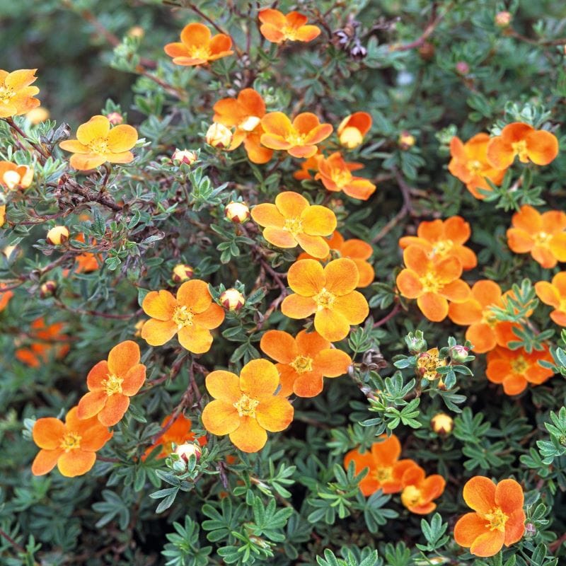 1 x 9cm Potted Plant Potentilla fruticosa Hopley's Orange Shrub Plants