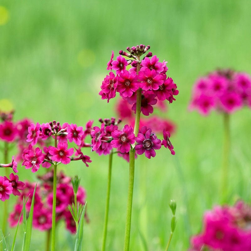 1 x 9cm potted plant Primula japonica Miller’s Crimson