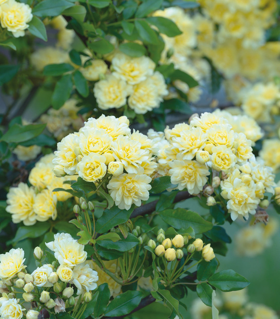 1 x 9cm Potted Plant Rosa banksiae Lutea (Yellow Banksian Rose) Plants