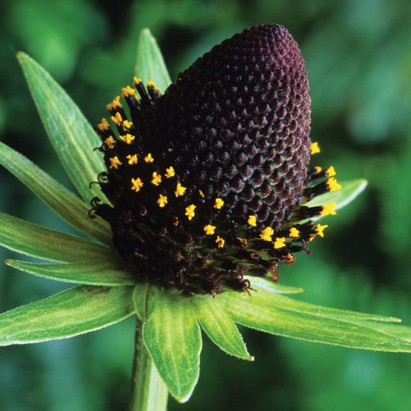 1 x 9cm potted plant Rudbeckia occidentalis Green Wizard