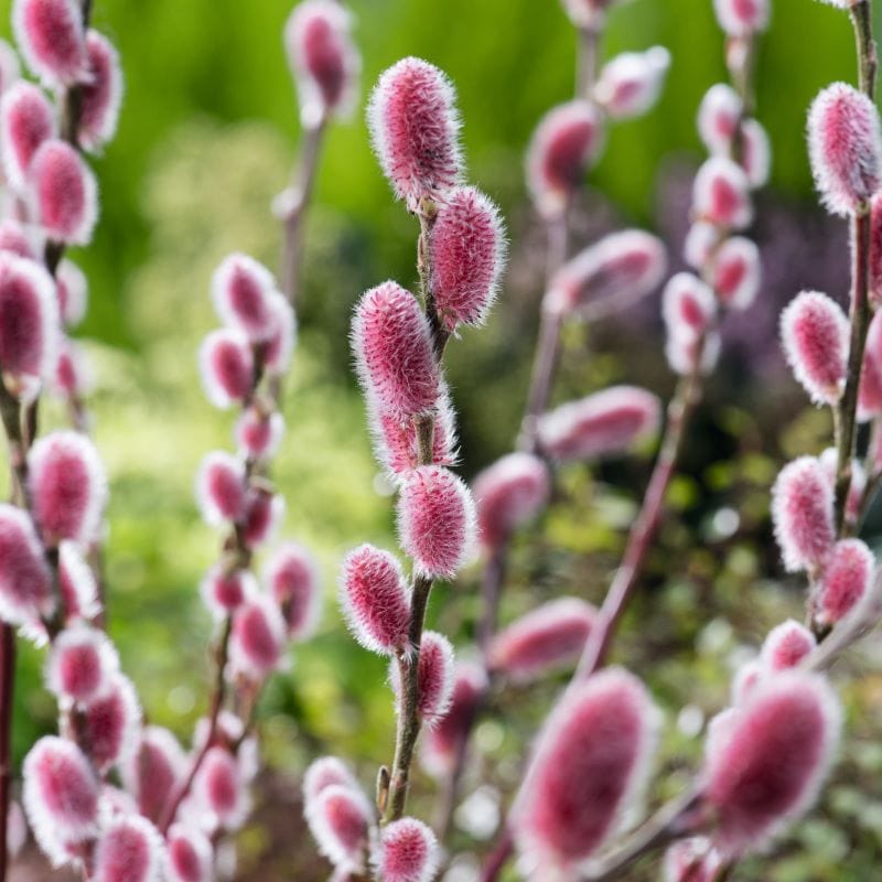 1 x 9cm Potted Plant Salix gracilistyla Mount Aso Shrub Plants