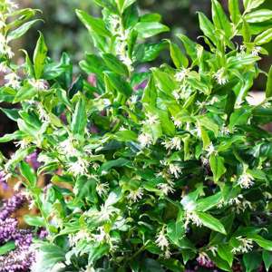 1 x 9cm Potted Plant Sarcococca confusa Plants