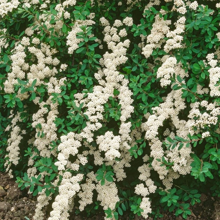 1 x 9cm Potted Plant Spiraea nipponica Snowmount Shrub Plants