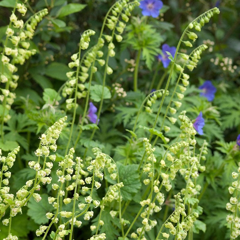 1 x 9cm potted plant Tellima grandiflora