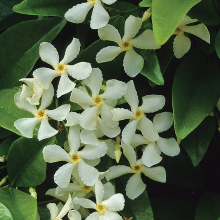 1 x 9cm Potted Plant Trachelospermum jasminoides (Star Jasmine) Plants