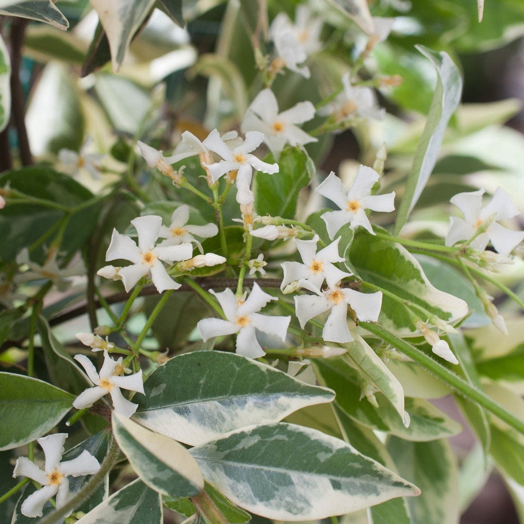 1 x 9cm Potted Plant Trachelospermum jasminoides Variegatum (Variegated Star Jasmine) Plants