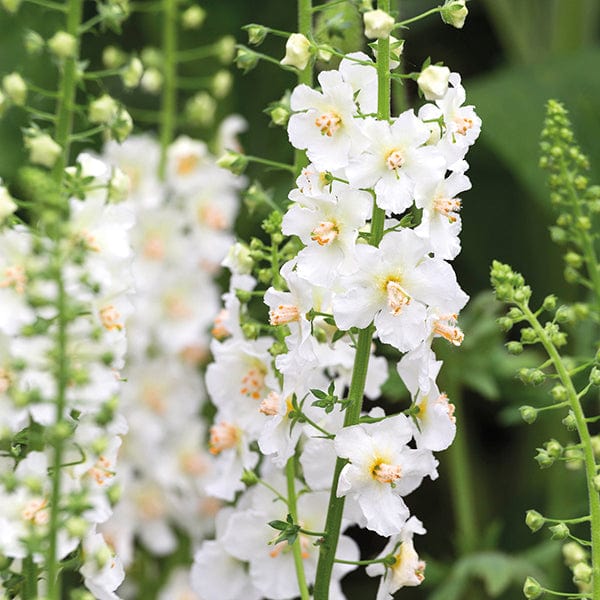 1 x 9cm potted plant Verbascum Flush of White