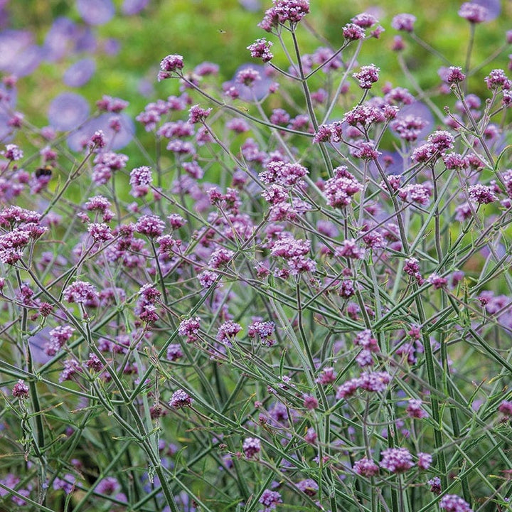 1 x 9cm potted plant Verbena bonariensis