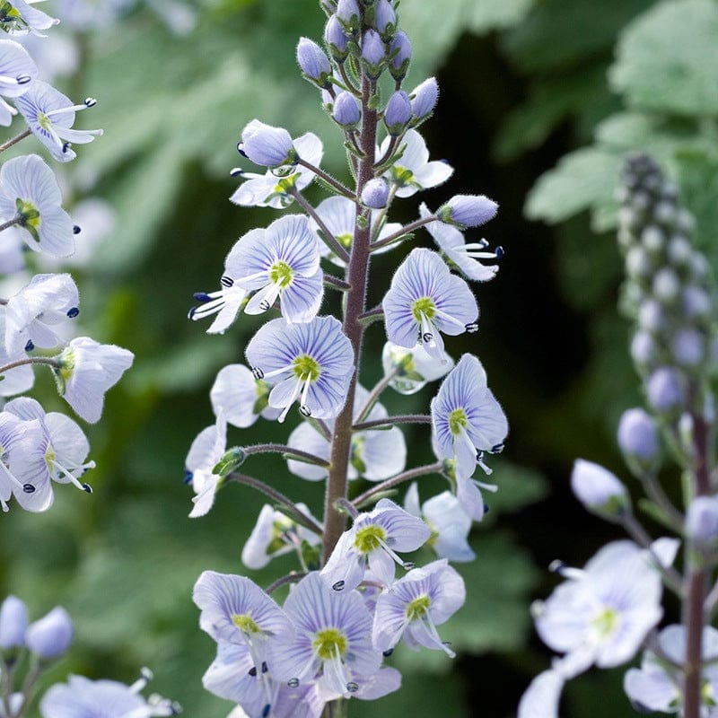 1 x 9cm potted plant Veronica gentianoides